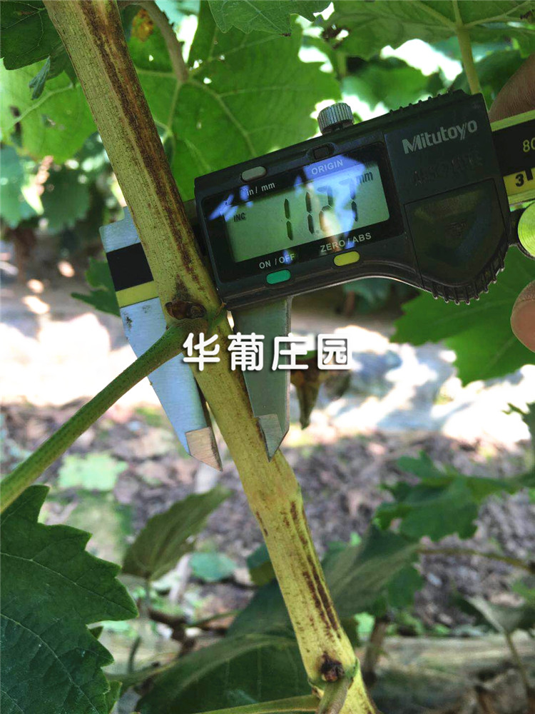 XCLP2-25T/30T平面液壓裁斷機 XCLP2-25T/30T平面液壓裁斷機